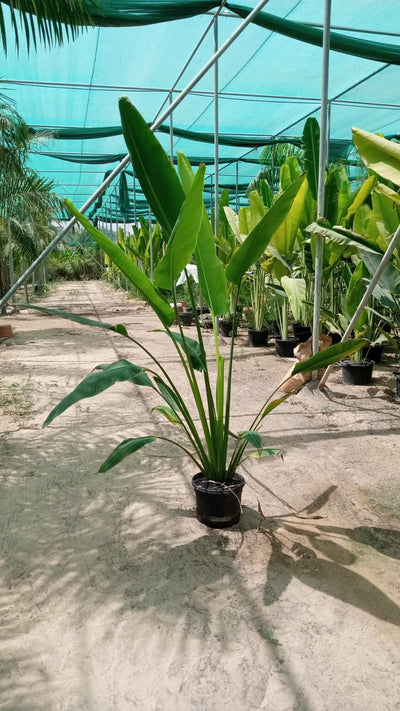 Giant travellers Palm WOW 2m