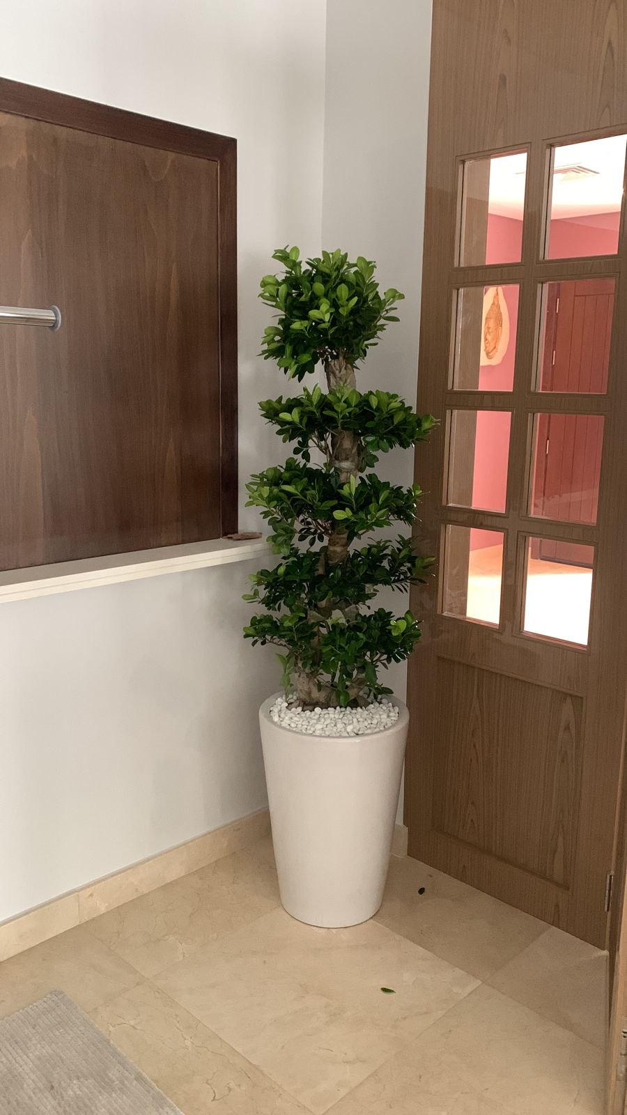 Big Bonsai for Living Room 150 to 160cm NEW