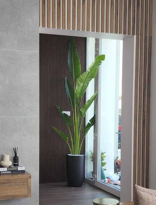 Office Plant Travellers Palm in Black Matte