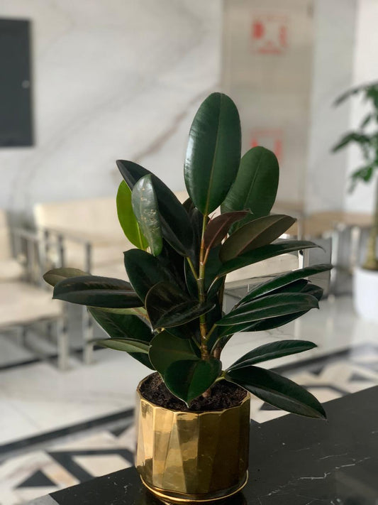 Table plant in gold (rubber plant) PROMO