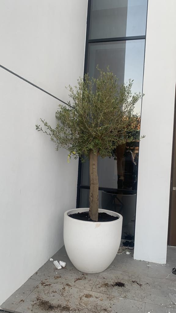 Olive Tree XXL in fiber matte