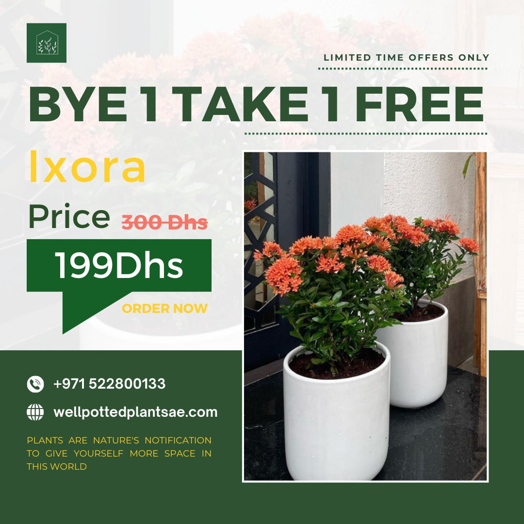 Ixora Bundle BUY 1 TAKE PROMO