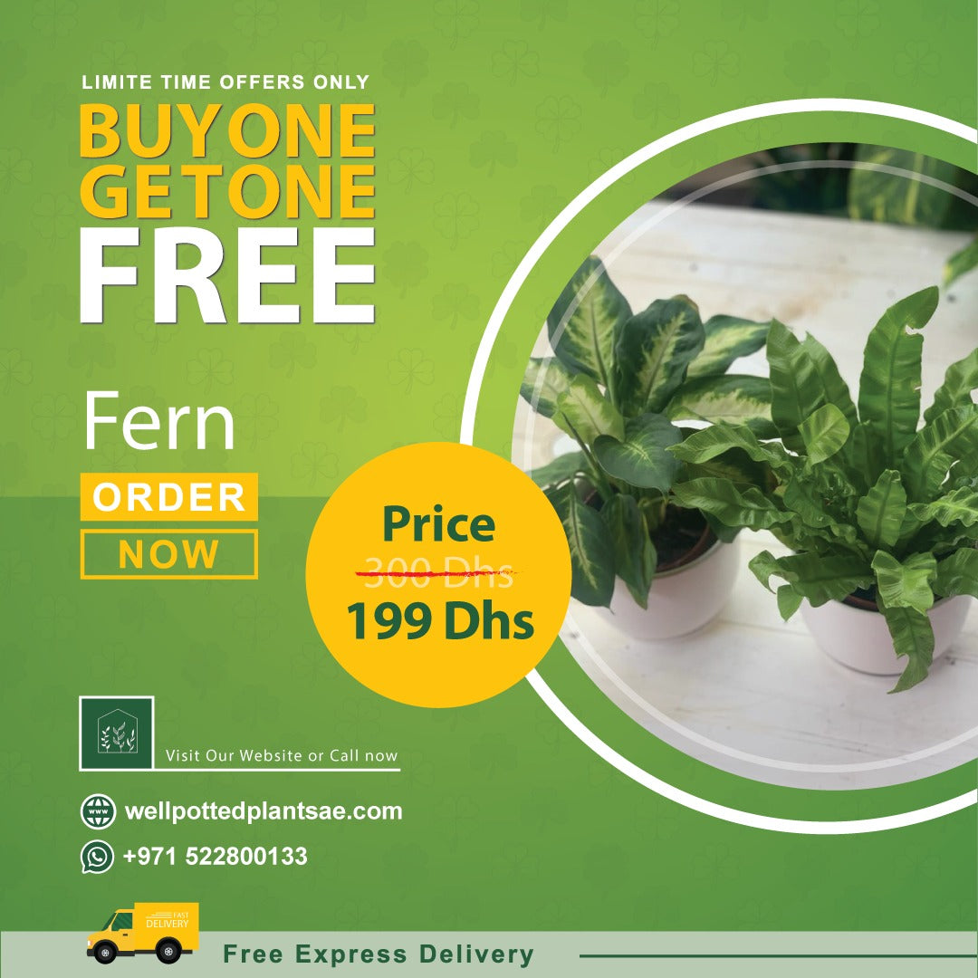 Prayer Plant Bundle Buy1 Take1 PROMO