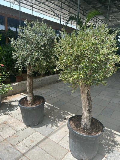 Olive Tree XL Trunk Promo