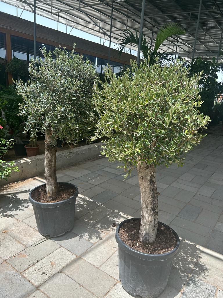 Olive Tree XL Trunk Promo