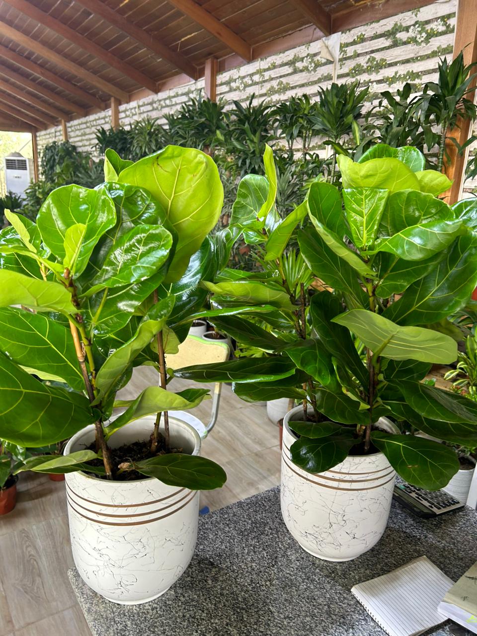 Fiddle Tree (Each) PROMO