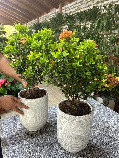 Ixora bundle (2pc) PROMO