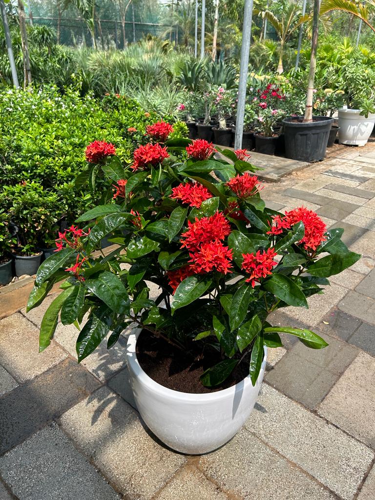 AA Bushy Ixora