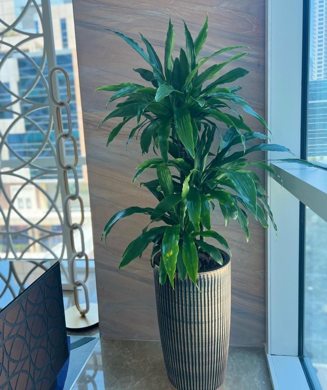 Office Plant Dracaena big in Ceramic