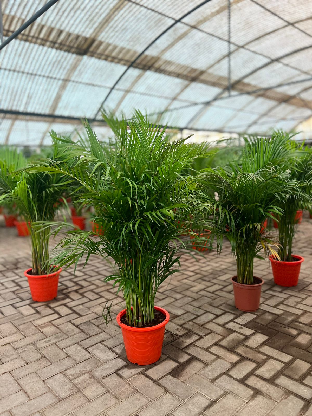 Areca Palm New