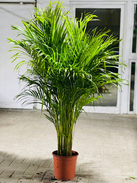 Areca Palm New