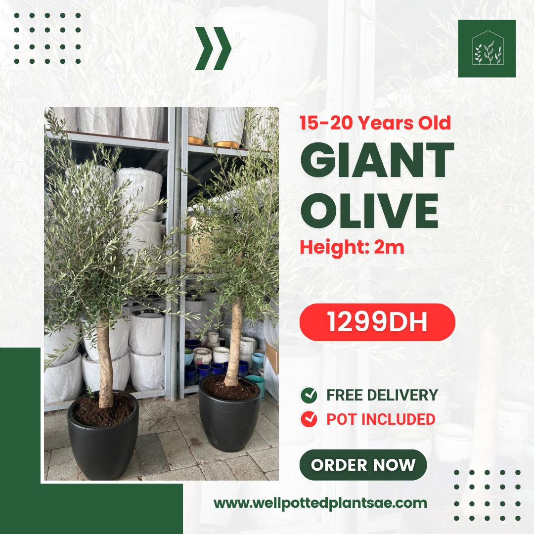 Giant Olive in Black Pot PROMO