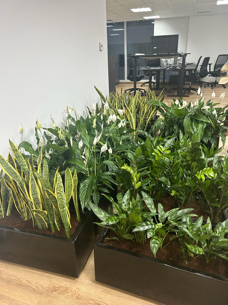 Office Plants In Fiber Each