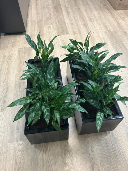 Office Plants In Fiber Each