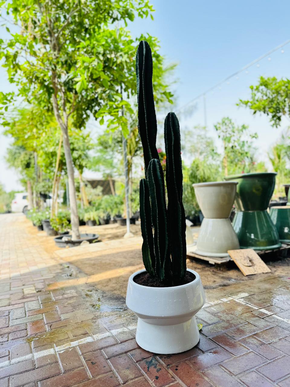 Premium Cactus XL Holland