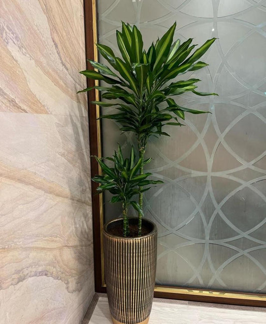 Office Plant Dracaena in Black Gold