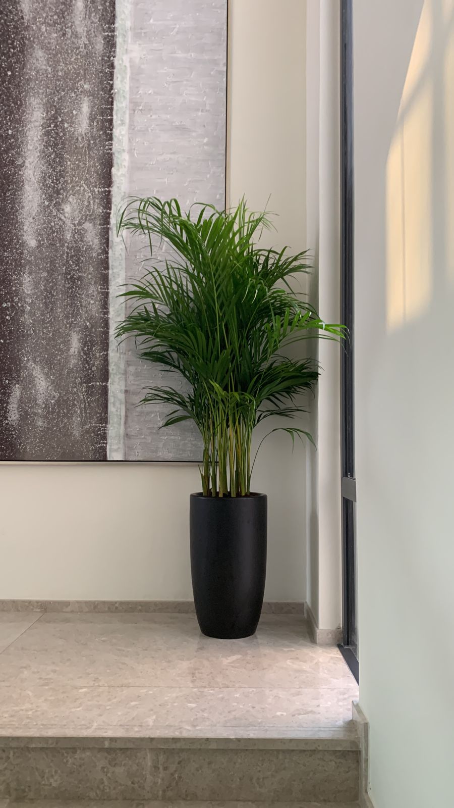 Office Plant Areca Medium PROMO