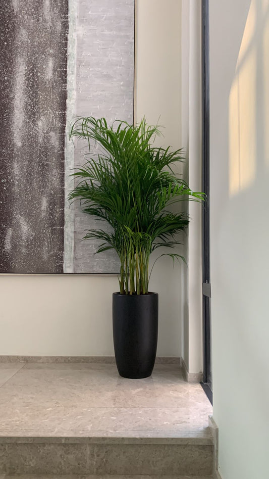 Office Plant Areca Medium in Black Matte PROMO