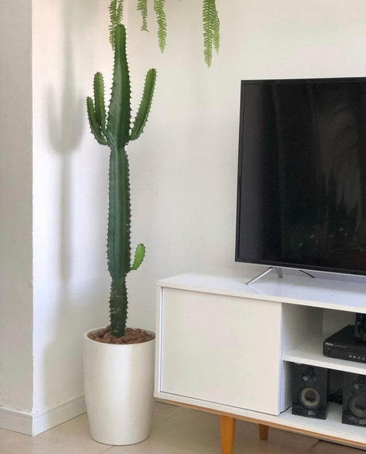 Cactus Holland Premium Indoor 160cm New