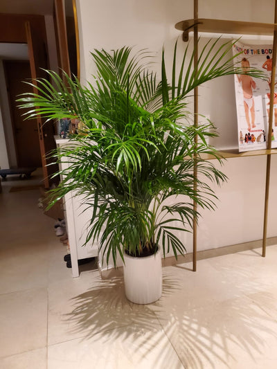 199DH Areca Palm Tree Bushy in Ceramic Pot PROMO