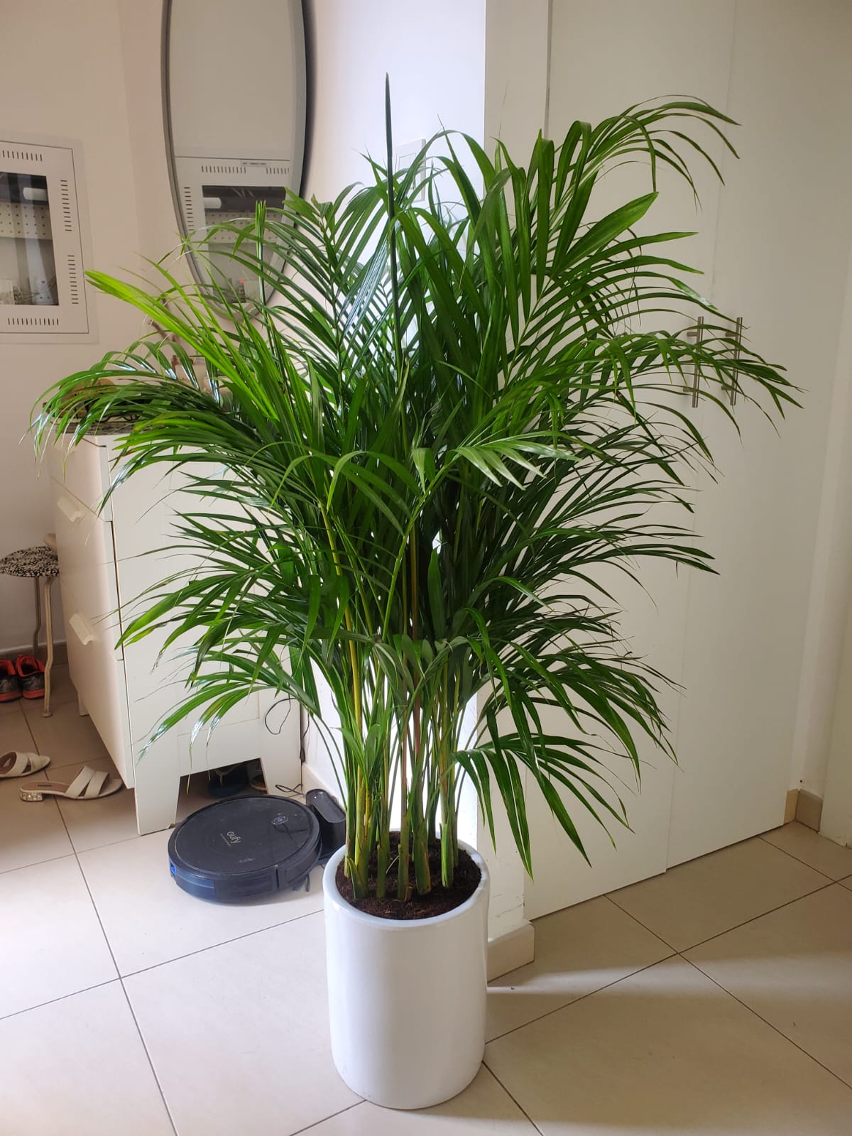 Areca Palm Tree Bushy 160 to 190cm NEW