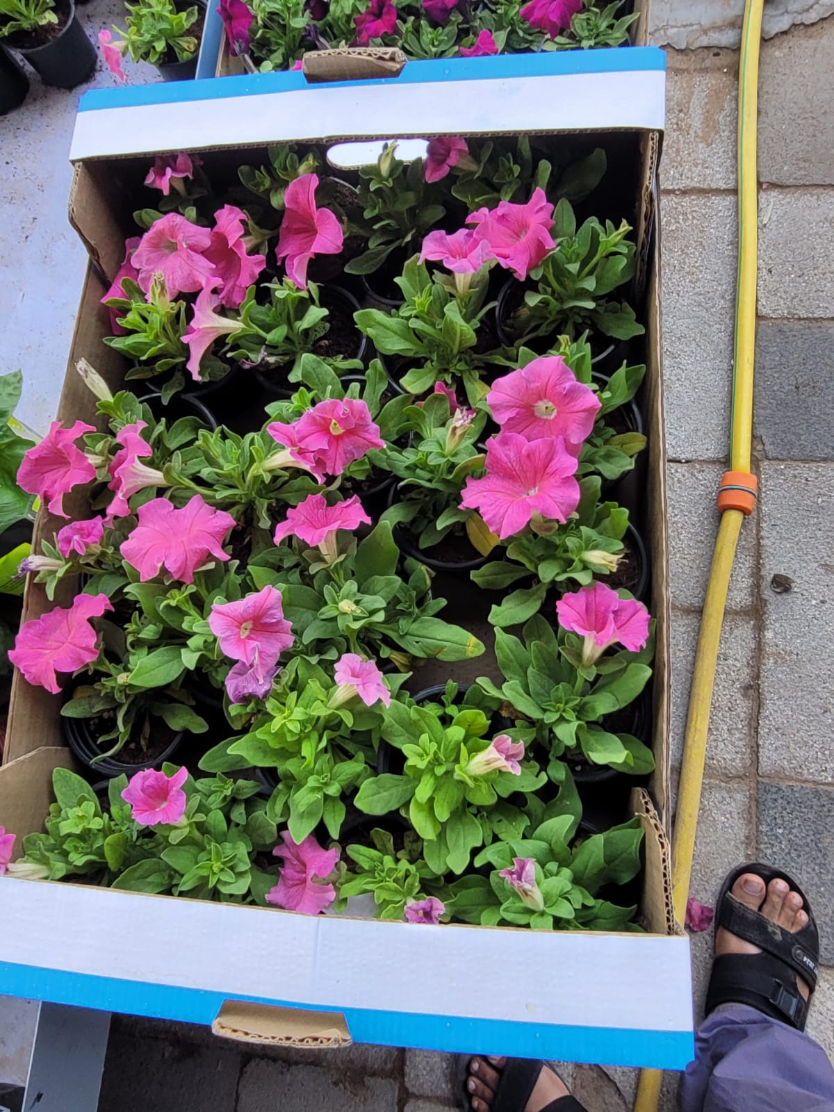 Outdoor Flowers box PROMO