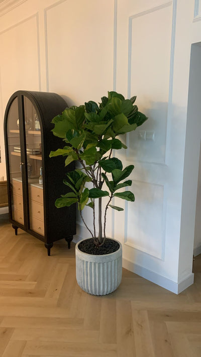 Office Plant Fiddle Premium Quality in Rustic Fiber Pot PROMO|180cm