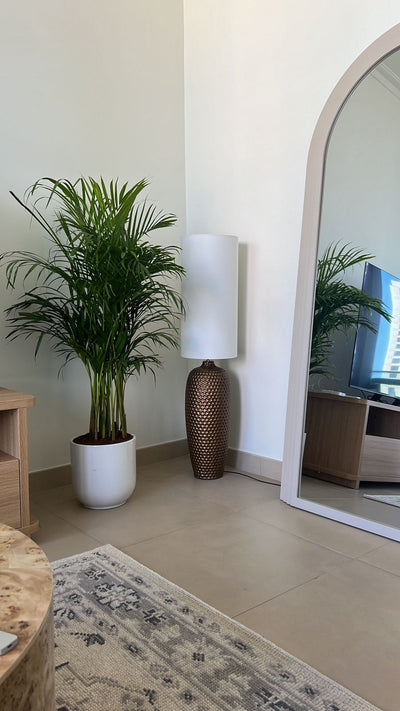 199DH Areca Palm Tree Bushy in Ceramic Pot PROMO