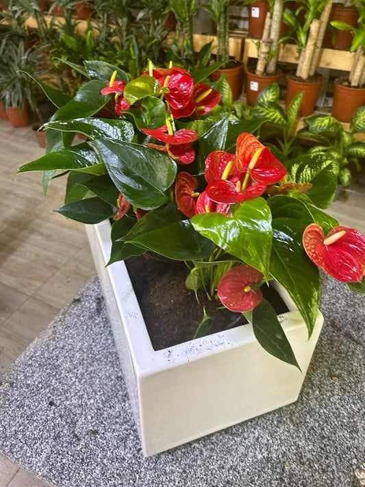 Red Anthorium in Fiber