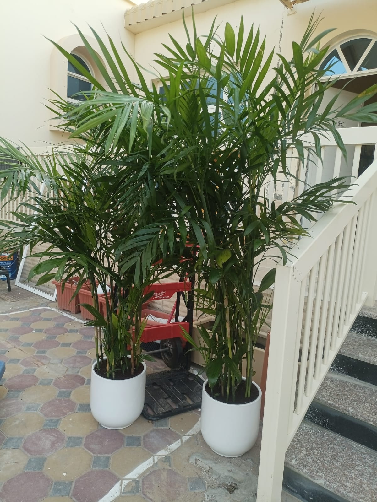 Bamboo Palm (150 to 180cm) IN WHITE PROMO