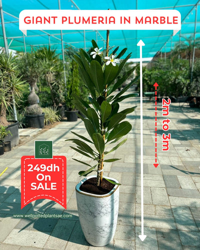 Giant Plumeria  NEW 1.8m to 2m