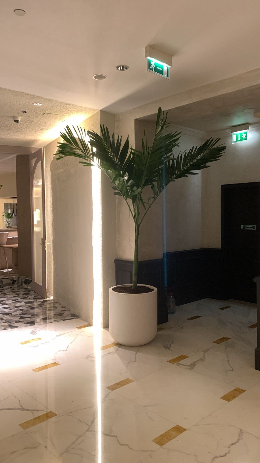 Vietchia Palm in Fiber pot 2.2m to 2.5m