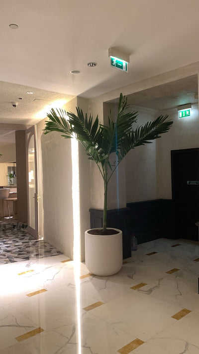 Office Plants Bundle 3pc in Fiber Pot (SAVE 700DH) Hotel Quality