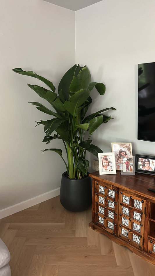 Office Plant Birds of Paradise in Black Fiber Matte