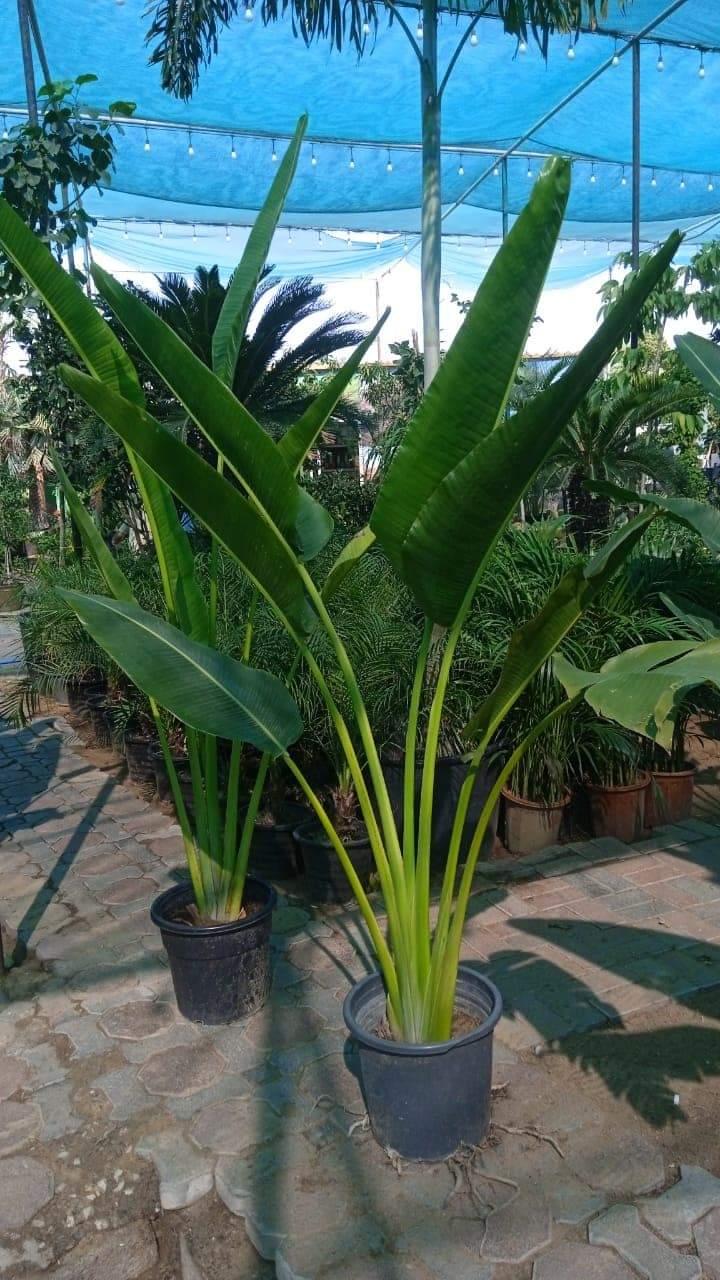 Travellers Palm  3m