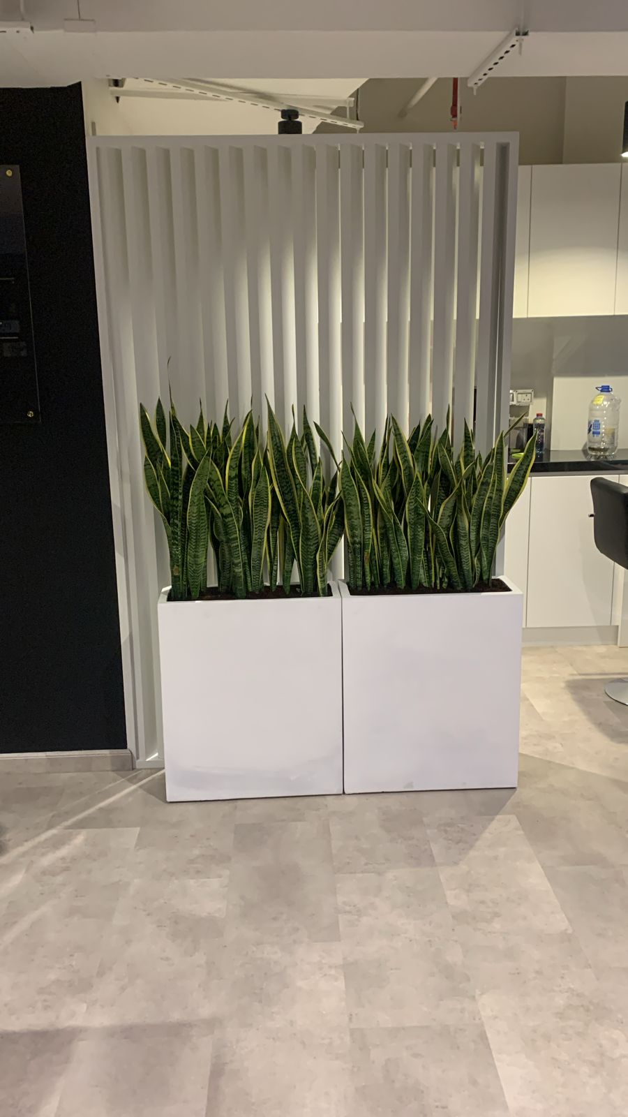 Office Plant Bundle in fiver 2pc set