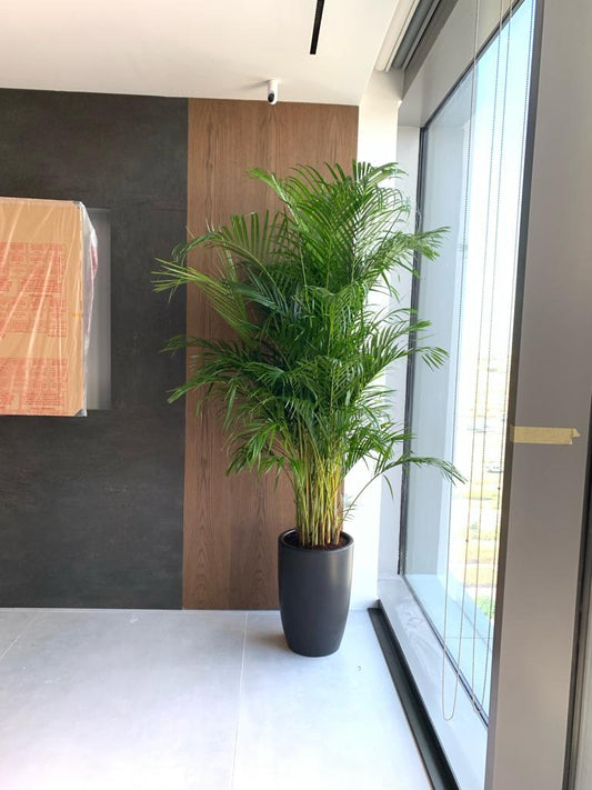 Office Plant Big Areca in Black Matte 2.5m to 3m New