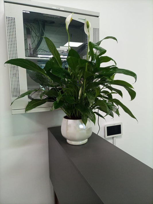 Office Plant Peace lily Medium Holland PROMO