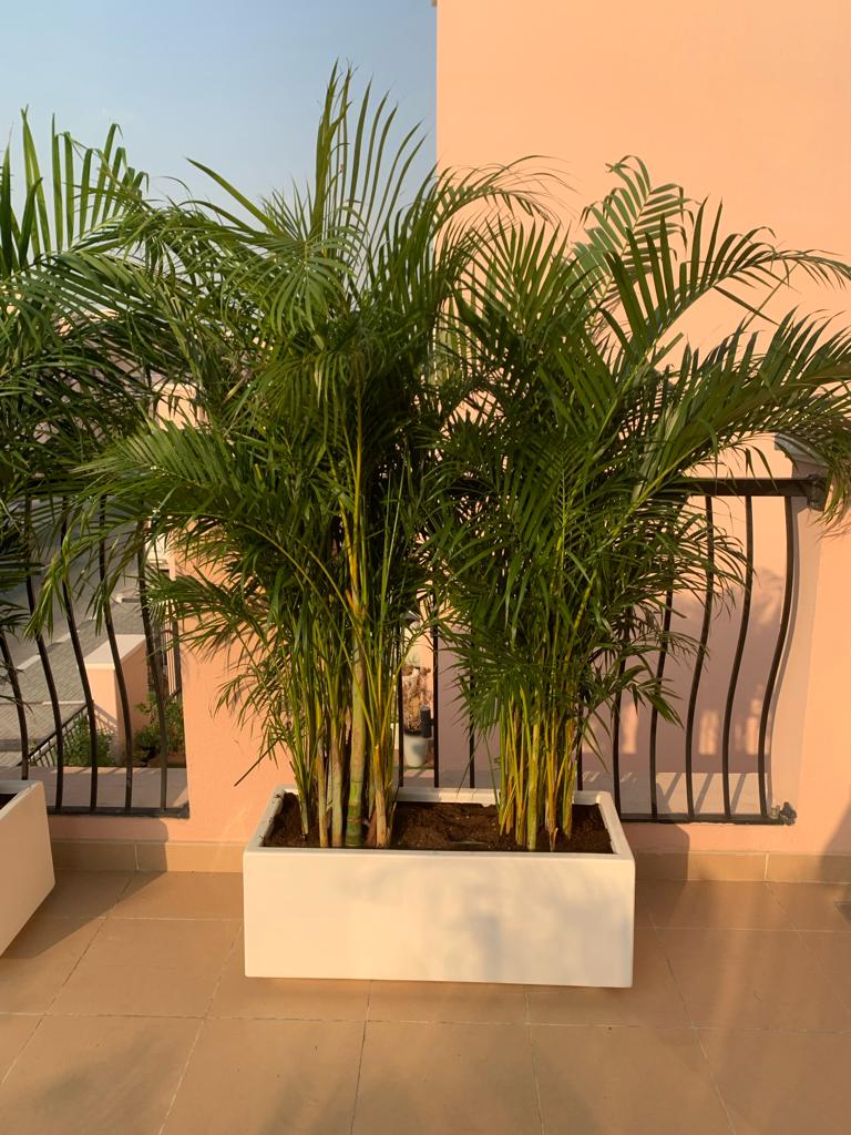 Outdoor Big Natural Areca in Fiber Glass New Privacy Plant