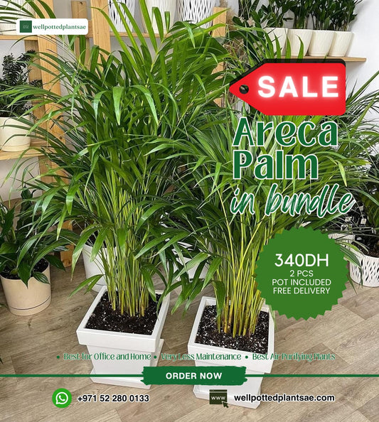 Areca Bundle 2pc NEW