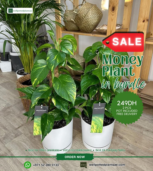 Money Plant Bundle 2 pc