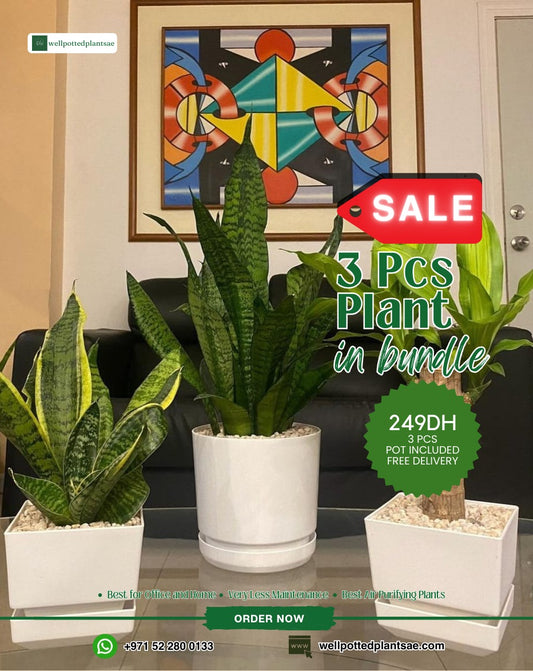 Plant Bundle 3pcs