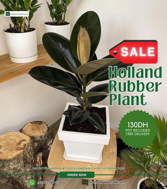 Rubber Plant WOW