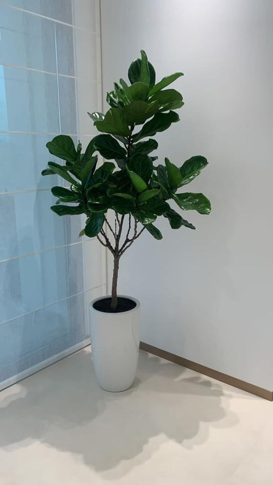 Office Plant Fiddle Big Head 180cm to 2m PROMO