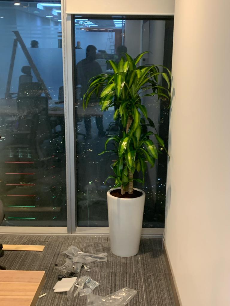 Office Plant Fortune Plant Large Promo