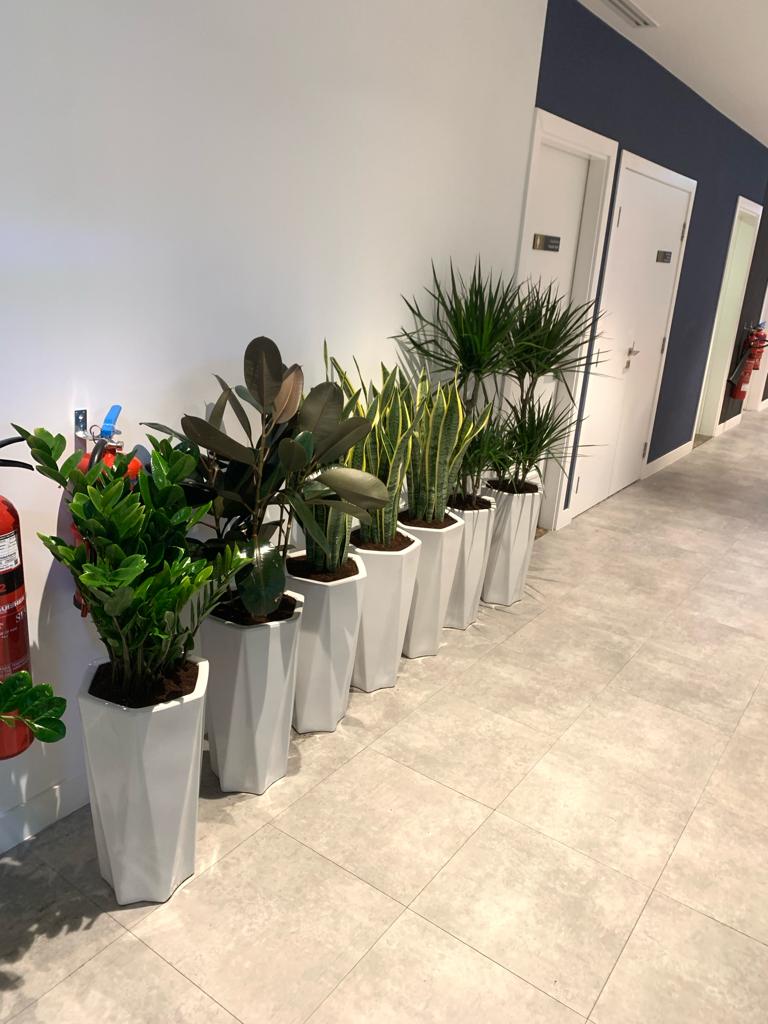 BUNDLE OF 7 Office Home Plants