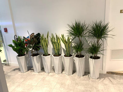 Office Plants Air Purifying Plants (7pcs) Bundle WOW