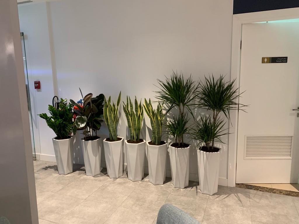 BUNDLE OF 7 Office Home Plants