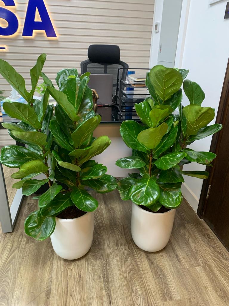 Office Plants Fiddle 2PC Bundle WOW