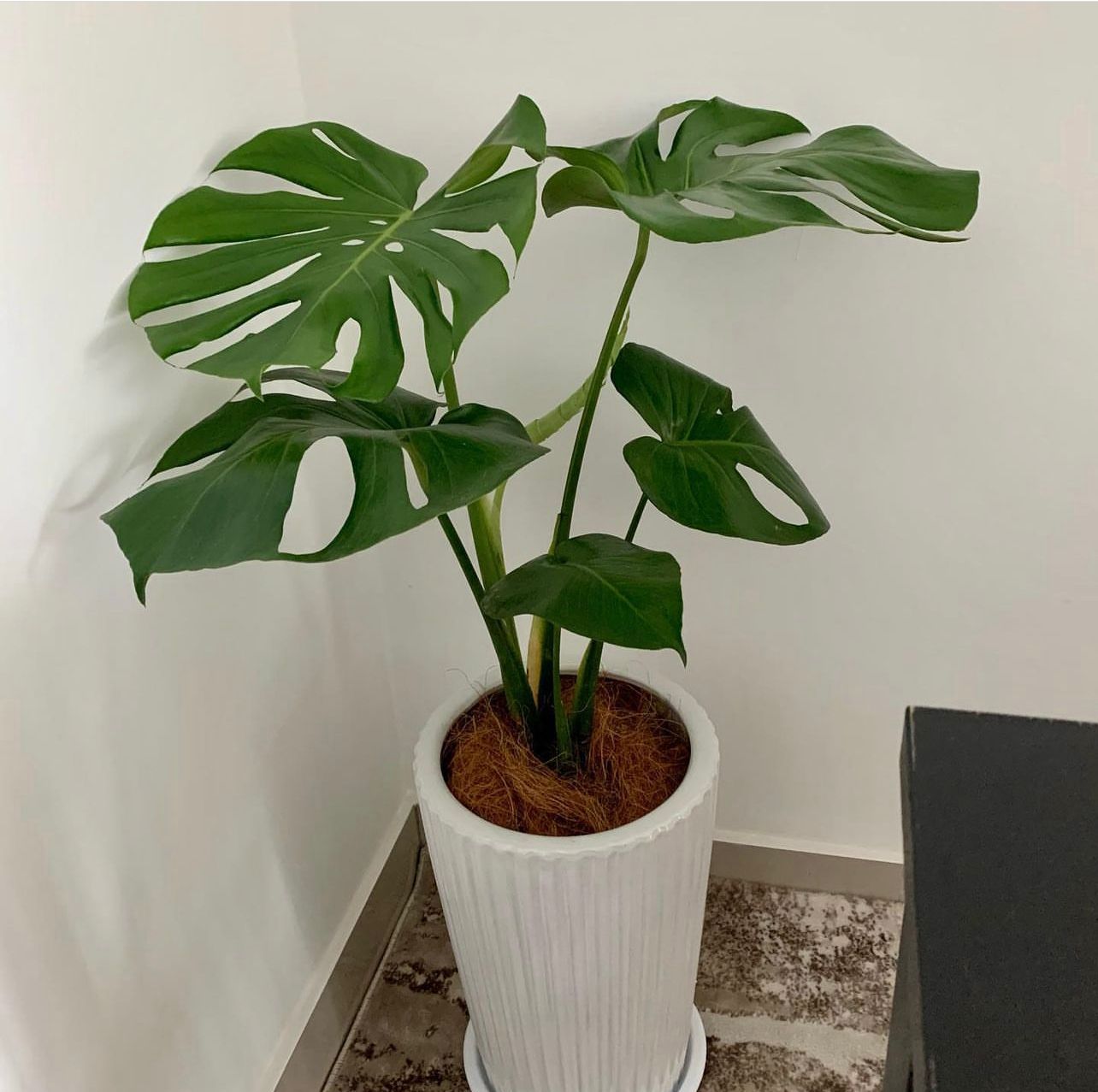 Holland Monstera NEW